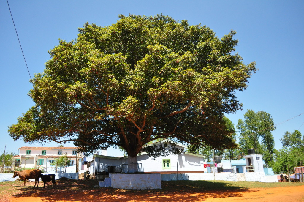 Sacred Elaeocarpus Of The Nilgiris- Ecology, Culture And Conservation ...