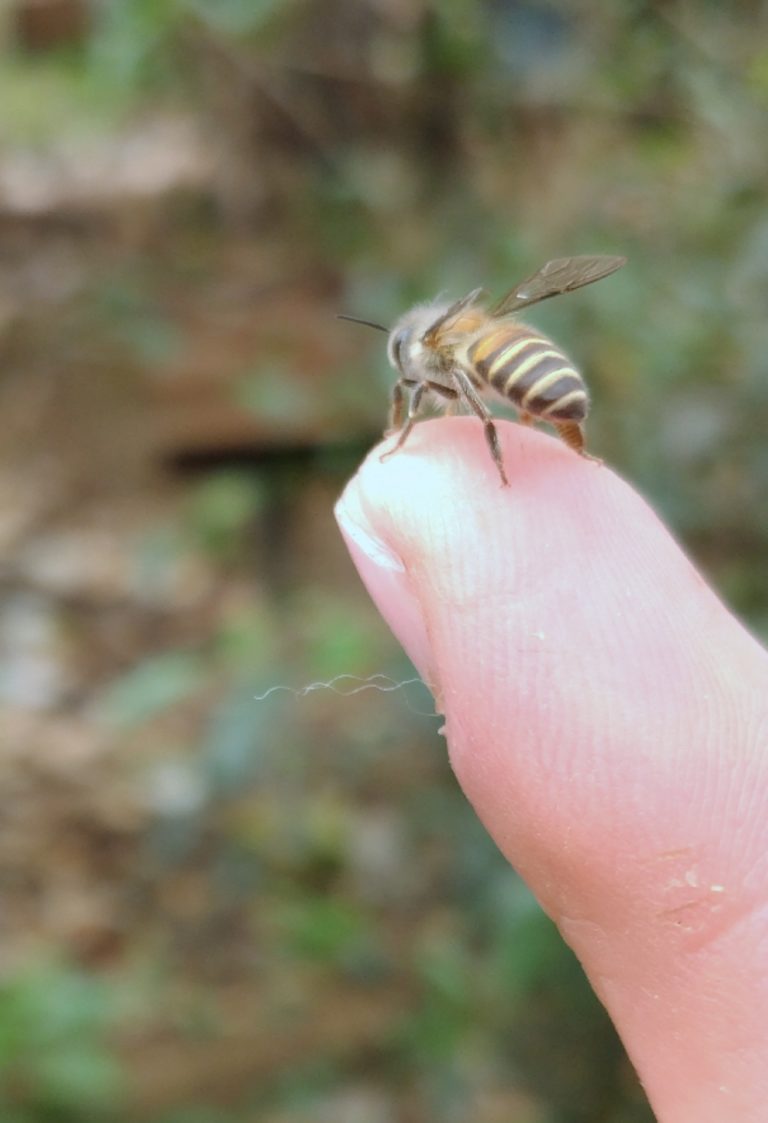 In search of liquid gold – Semmanarai – Nilgiri Natural History Society